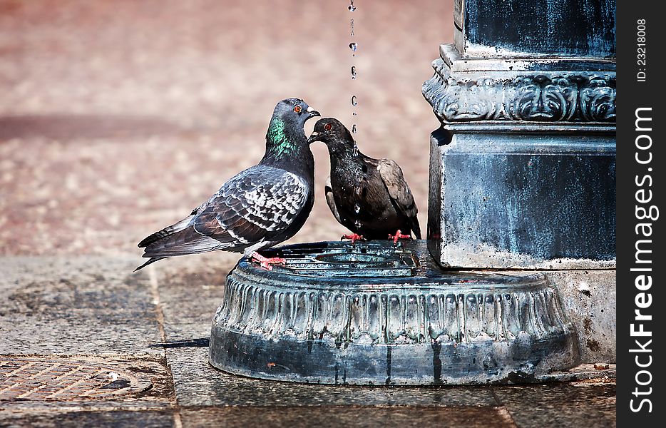 Two pigeons drink water from the city spring