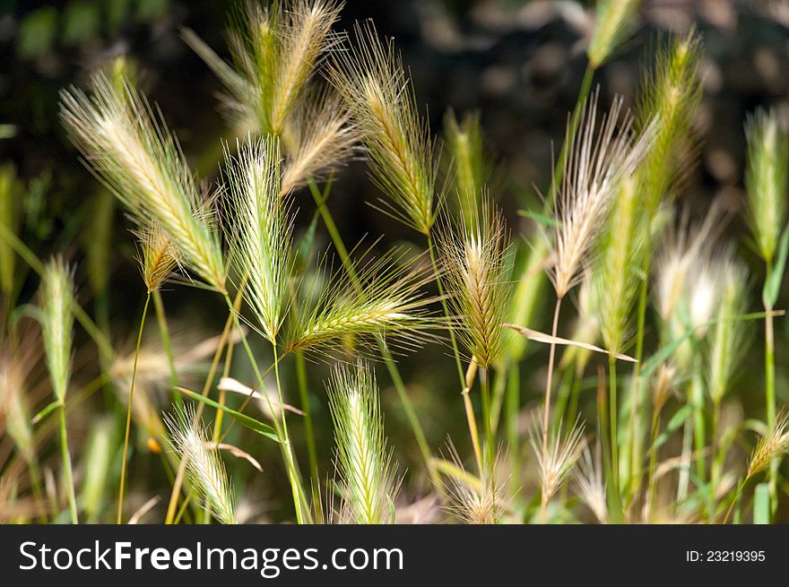 Close up of green wheat