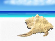 Sea Shell Stock Images Sea Shell Stock Images