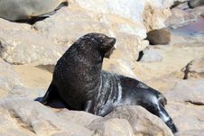 Colony Of Seals At Cape Cross Reserve, Namibia Stock Photos Colony Of Seals At Cape Cross Reserve, Namibia Stock Photos
