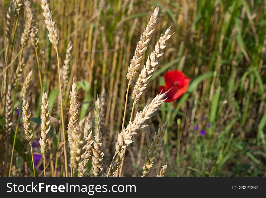 Closeup of ripe wheat with wild flowers