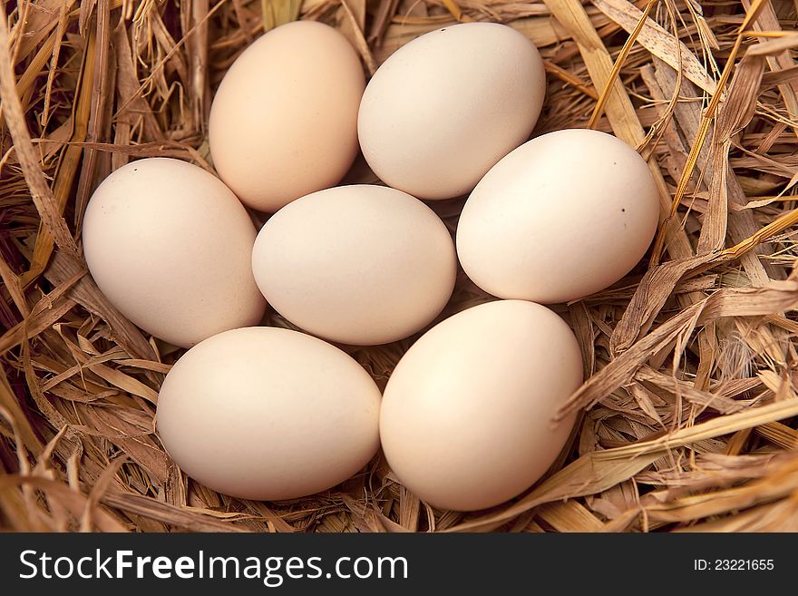Fresh chicken eggs in straw nest