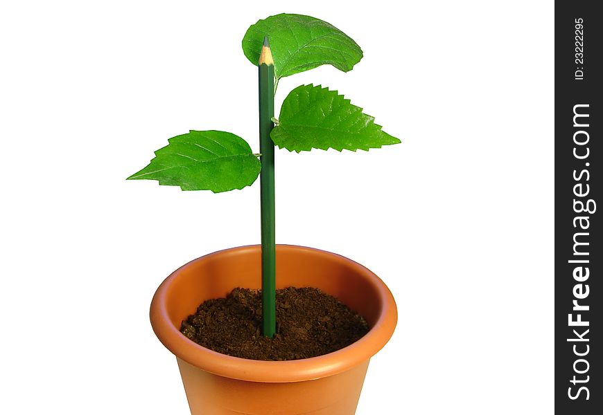Flowerpot with a pencil from which leaves have grown