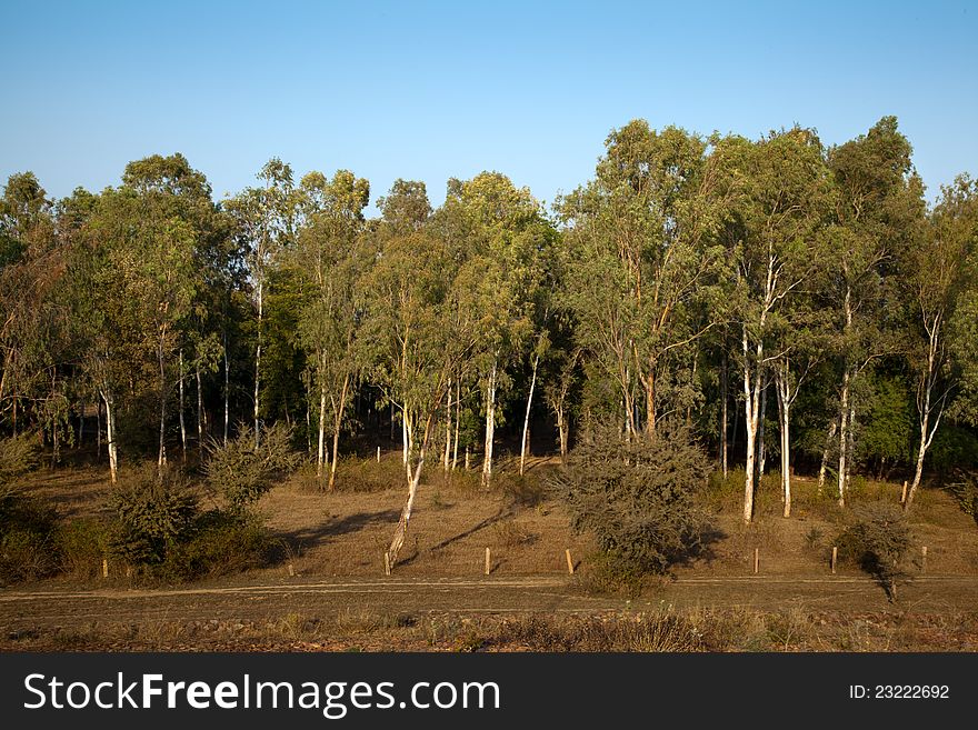 Trees In The Forest