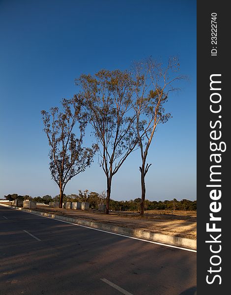 Beautiful view of  road side trees  in forest under blue sky. Beautiful view of  road side trees  in forest under blue sky