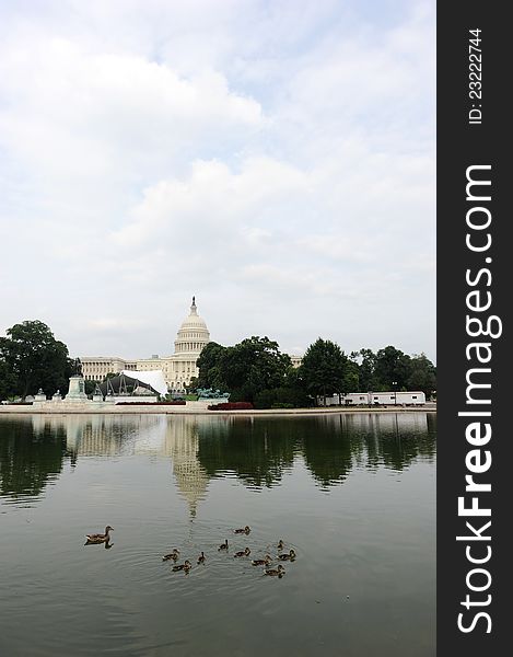 View of the Capitol in Washington DC with ducks in the forground