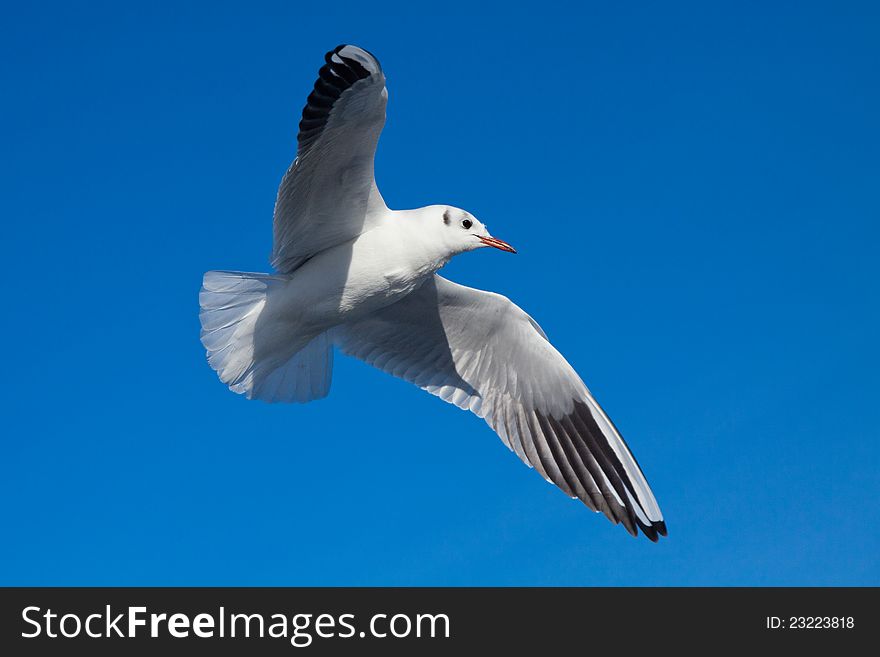 Seagull bird flight high on blue sky. Seagull bird flight high on blue sky