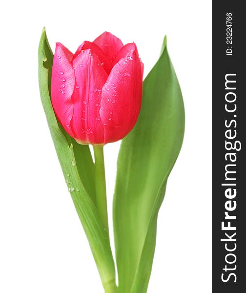 Tulip Isolated On White Backgroubd