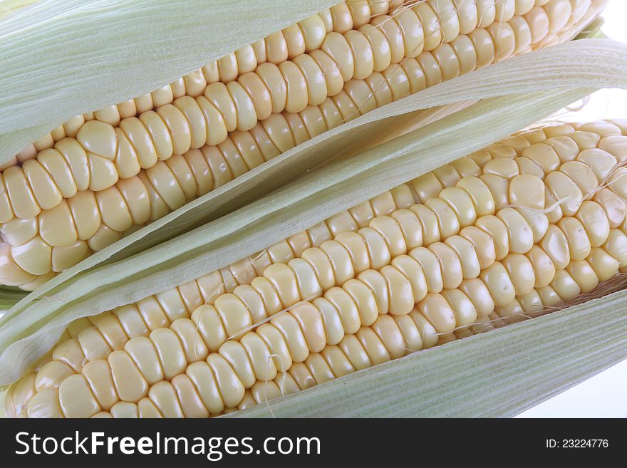 The corn, mature, corn of white background, grain.