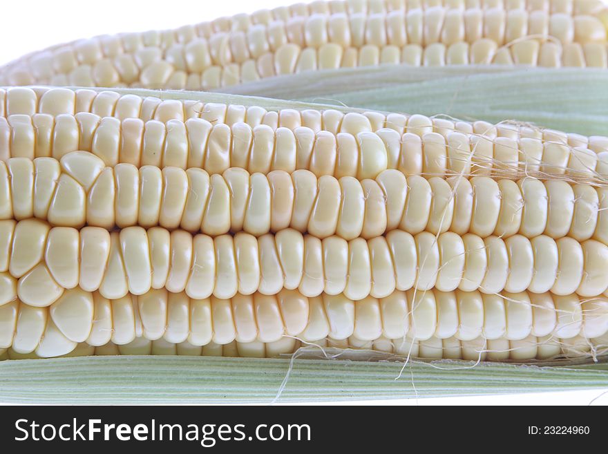 The corn, mature, corn of white background, grain.