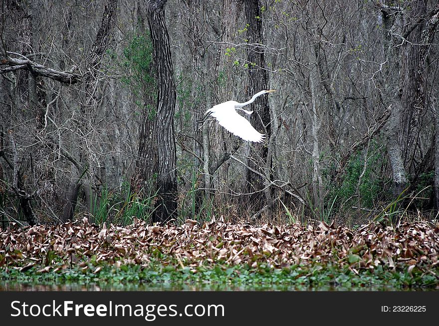 White crane taking flight in the swamp. White crane taking flight in the swamp.