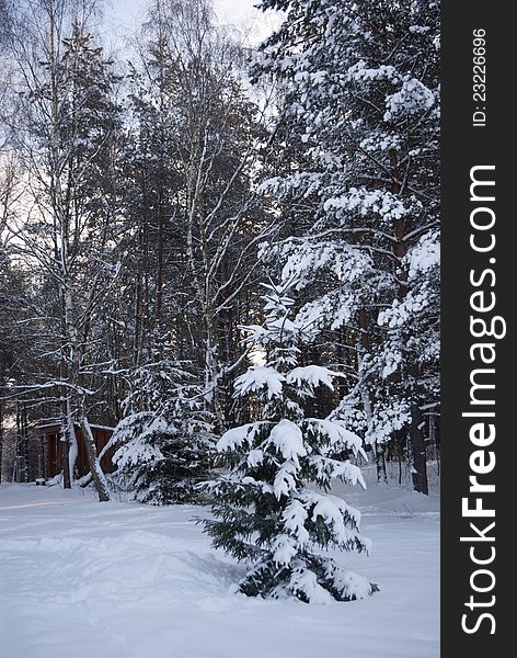 Winter spruce frorest covered with snow in sunny day. Winter spruce frorest covered with snow in sunny day