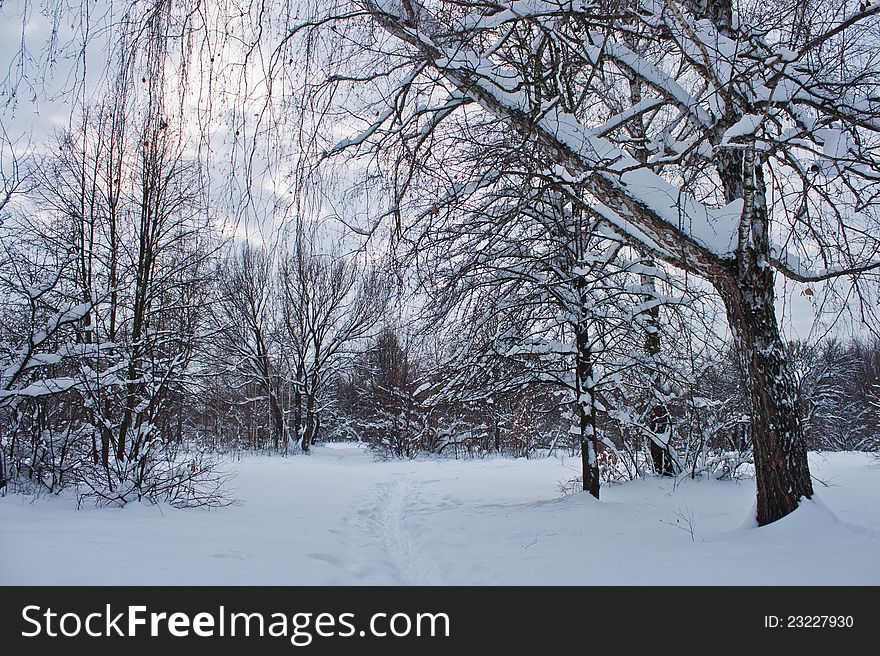 Winter landscape with droopy trees due to heavy snow