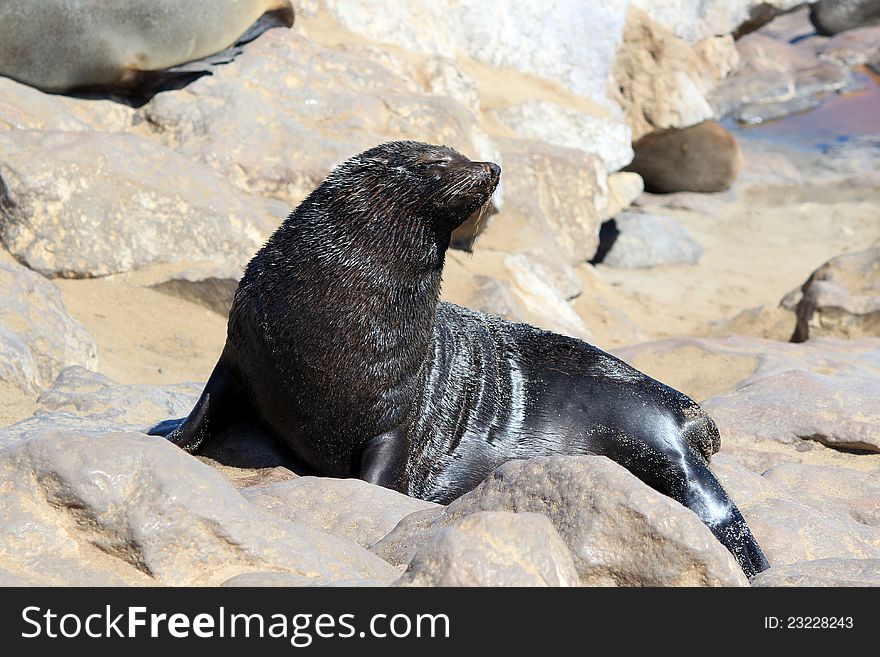 Colony Of Seals At Cape Cross Reserve, Namibia