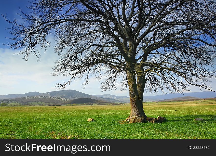 Lonely Tree In The Valley On A Background Of Mount