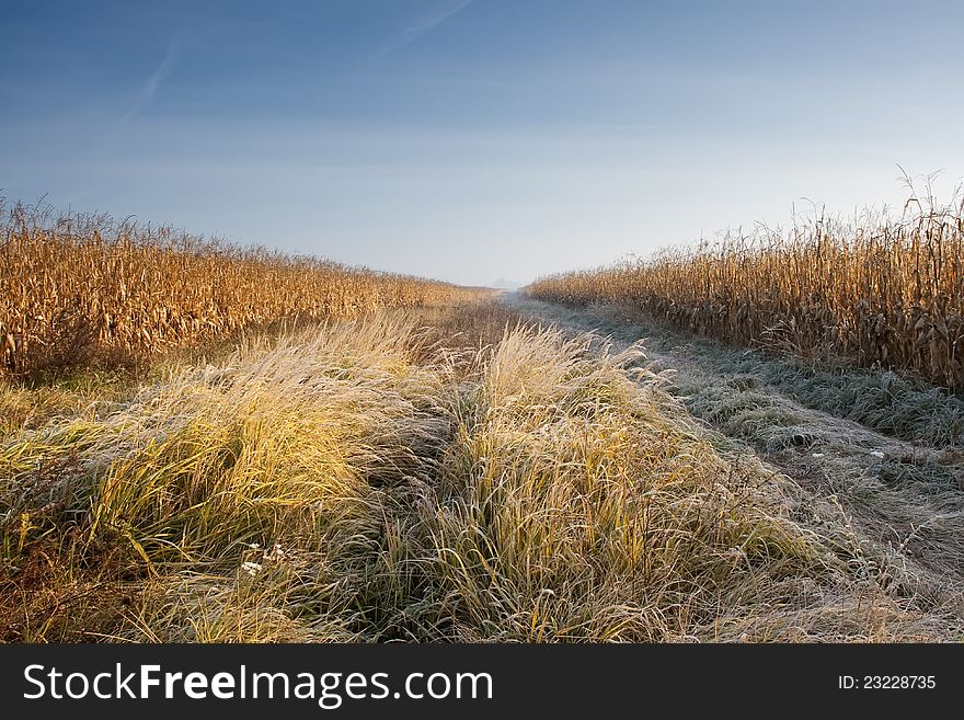 The road through Corn Field in frost