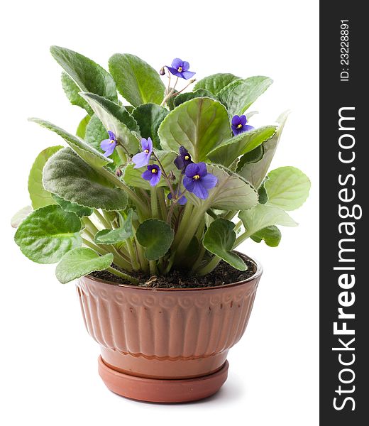 Purple violets in glossy terracotta flower pot