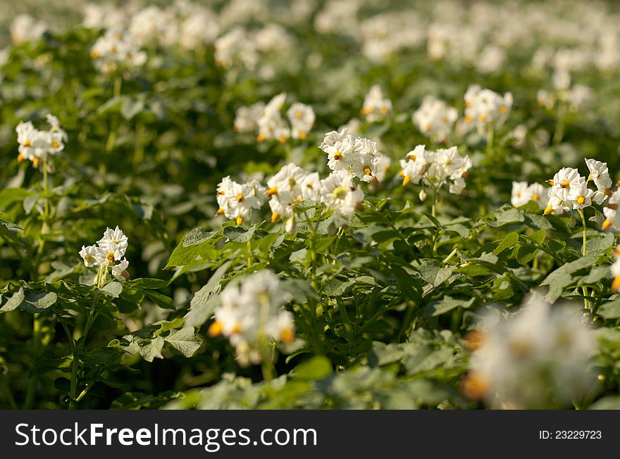 Flowers potatoes with shallow depth of field. Flowers potatoes with shallow depth of field