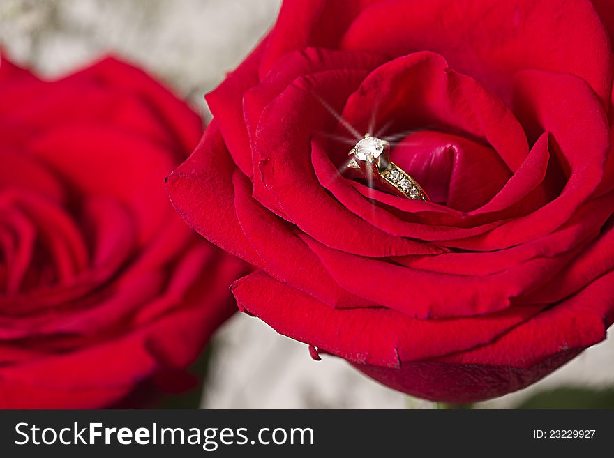 A  still life composition of a brilliant gold and diamond ring embedded in between the petals of a red rose l. A  still life composition of a brilliant gold and diamond ring embedded in between the petals of a red rose l