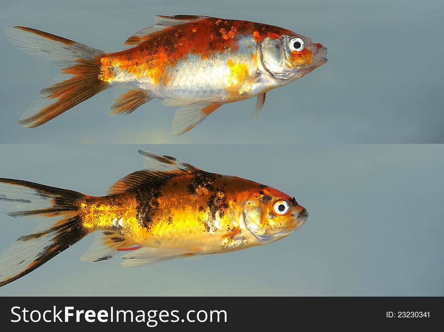Two fancy carp with white gray background