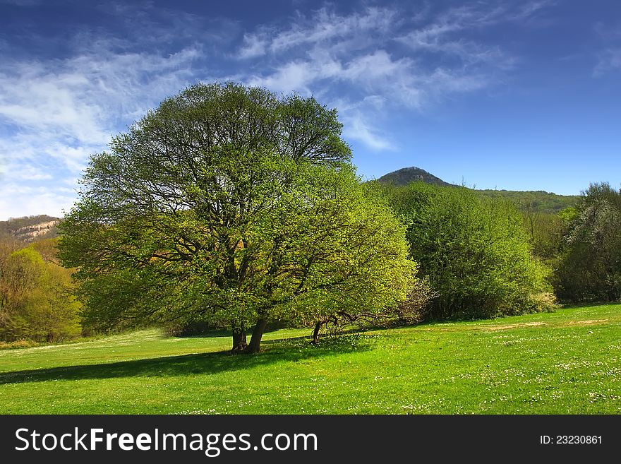 Trees in the valley with mountains