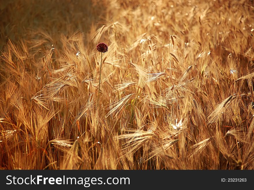 The ripe wheat field at sunset