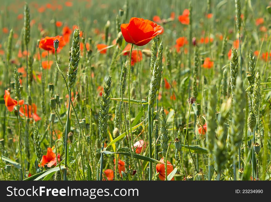 Close up detail of green wheat with red poppy. Close up detail of green wheat with red poppy