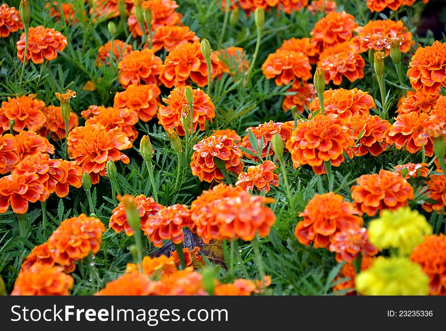 French marigold targets patula , golden flower