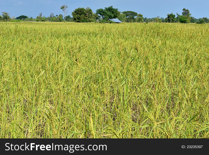 Rice Field