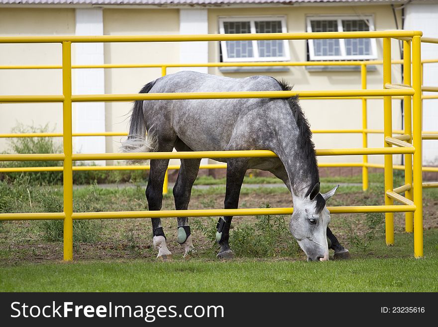 Beautiful horse near a stable.