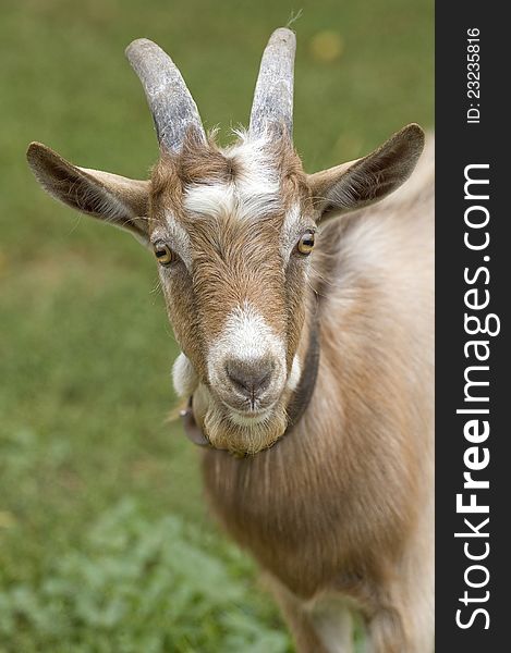 Portrait of a beautifu goat. Portrait of a beautifu goat.