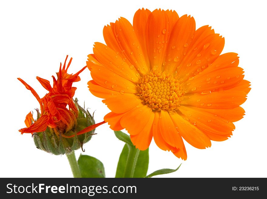 Flower Of Calendula