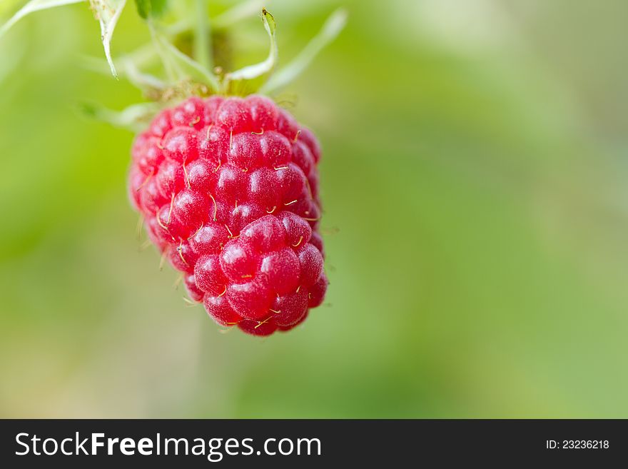 Red raspberry in the fruit garden