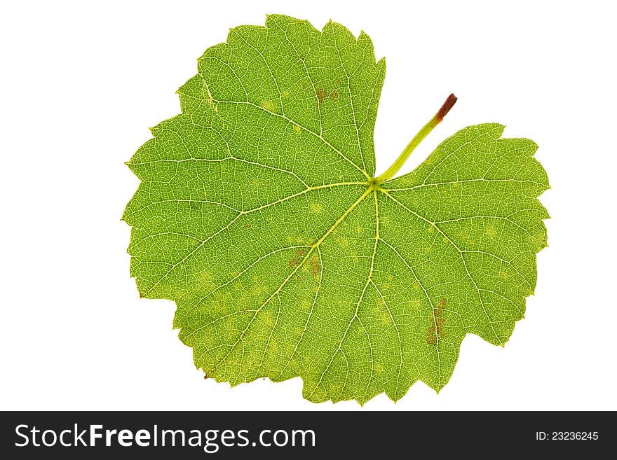 Grape leaf