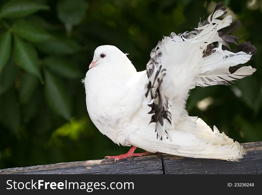 Beautiful white dove , show tail .