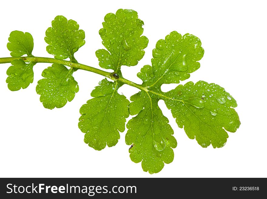 Leaf of celandine isolated on white