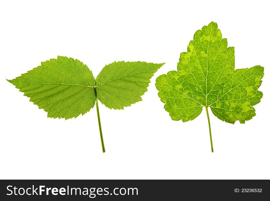 Currant and raspberry leaves on isolated