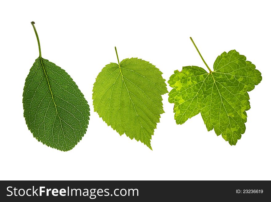 Apple,raspberry and currant leaves on isolated