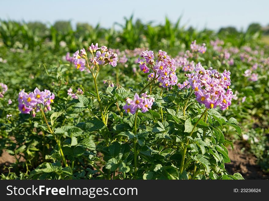 Blossoms flowers of potato . Blossoms flowers of potato .