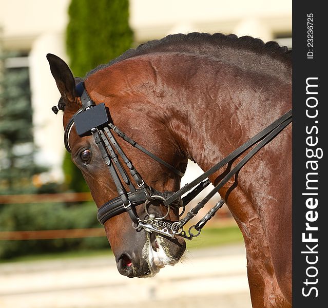 Portrait of beautiful dressage horse