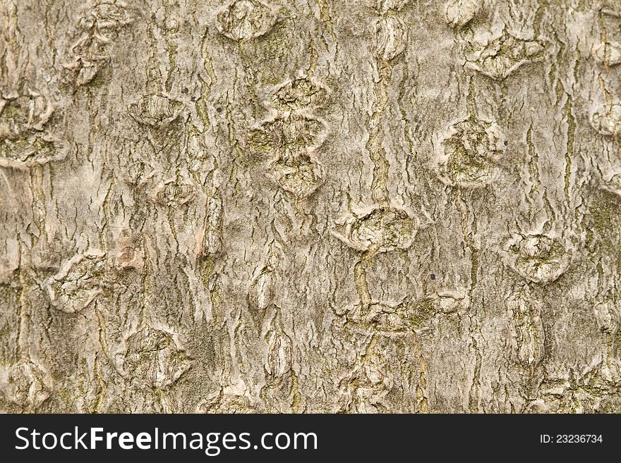 Texture of a magnolia tree