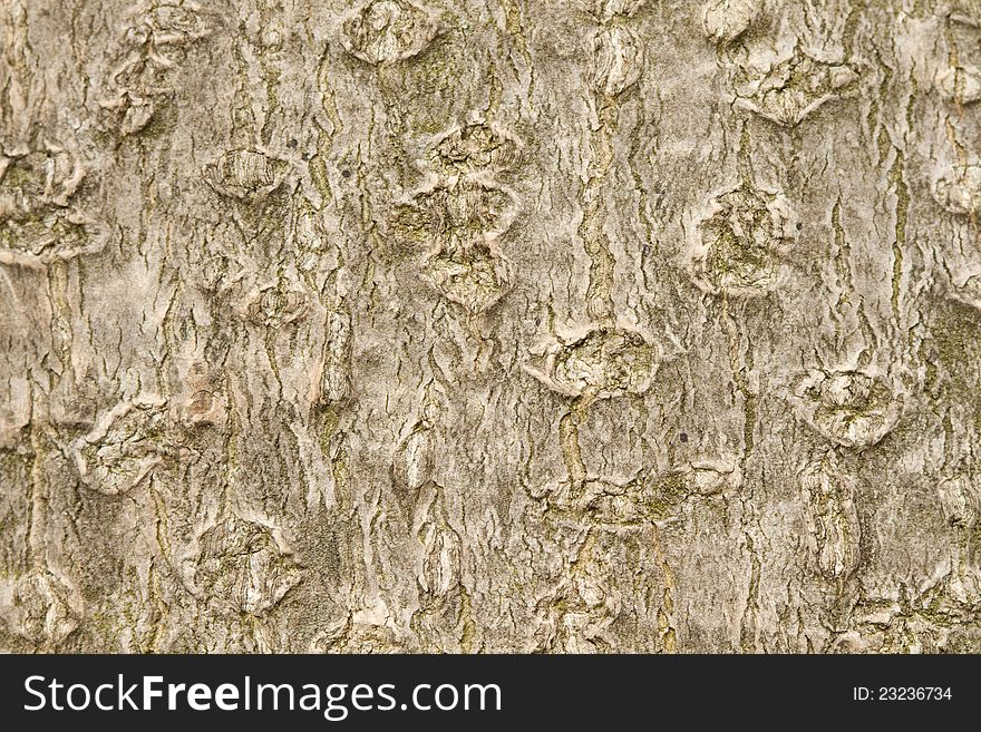 Texture Of A Magnolia Tree