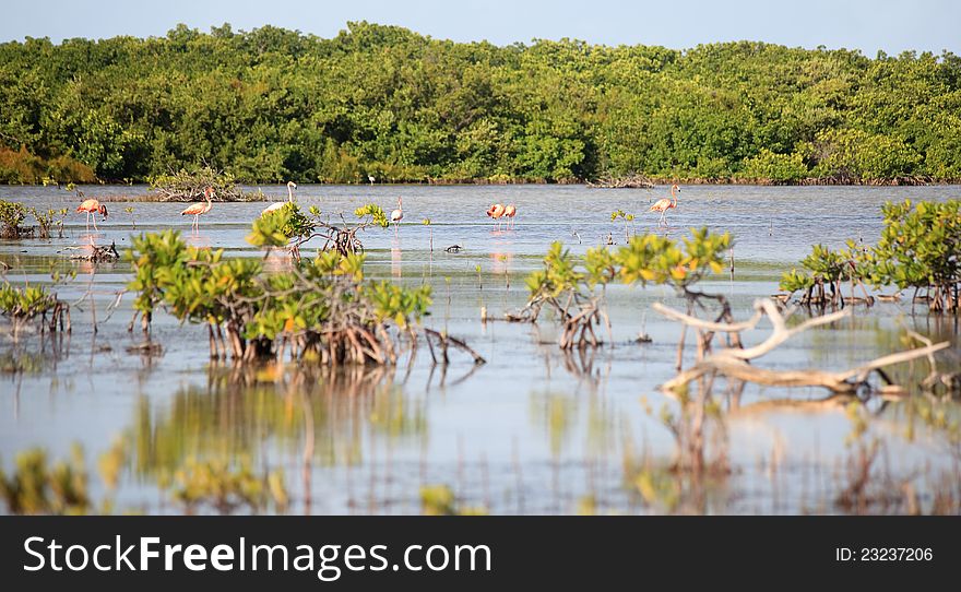 American Flamingo (Phoenicopterus ruber) in Cuba
