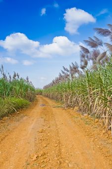 The Road To Corn Filed Royalty Free Stock Image The Road To Corn Filed Royalty Free Stock Image