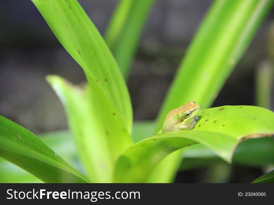 Frog on the green leaf