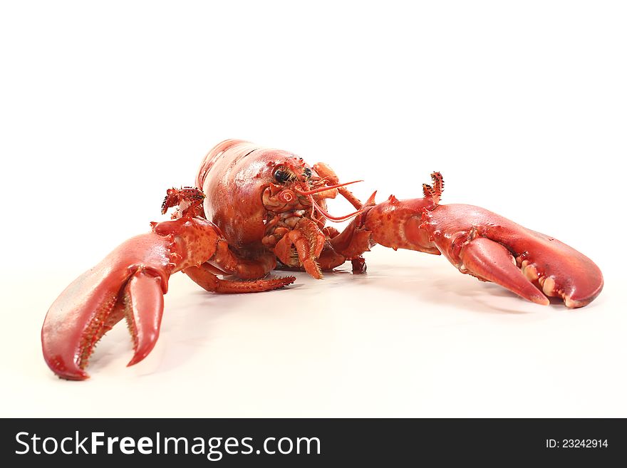 Freshly Cooked Lobster