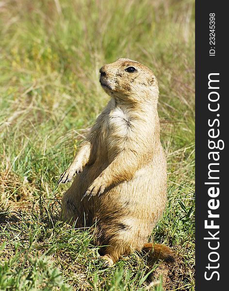 A fat prairie dog sits up alertly in a grassy field. A fat prairie dog sits up alertly in a grassy field