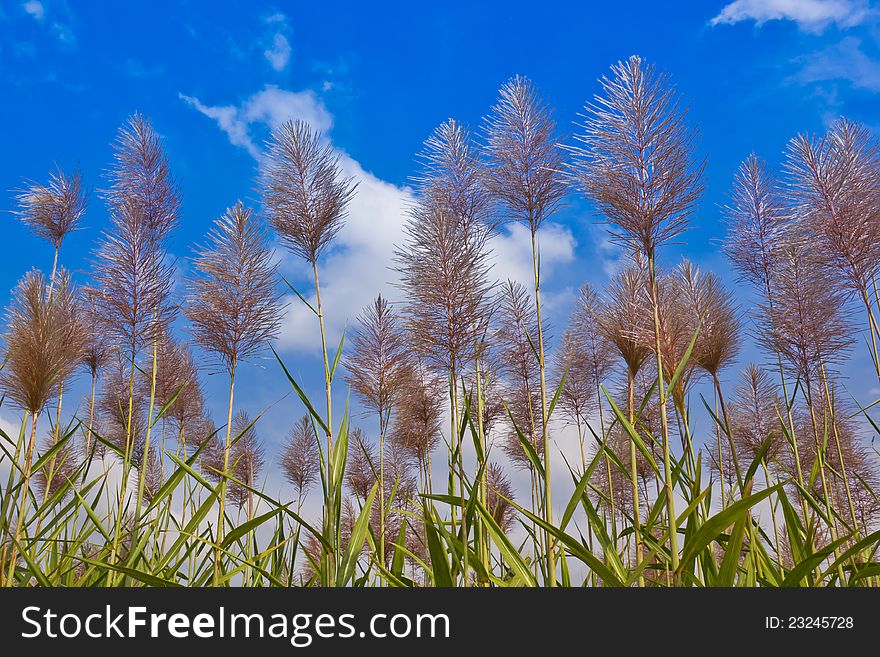 Flower of corn