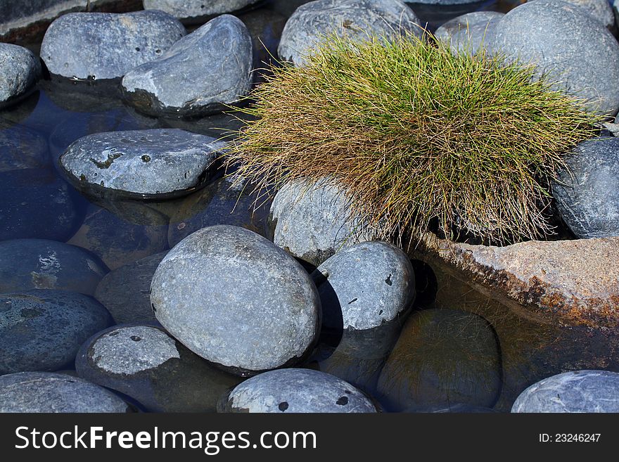 Detail Of Gray Rocks And Green Tuft Of Grass In Stream. Detail Of Gray Rocks And Green Tuft Of Grass In Stream