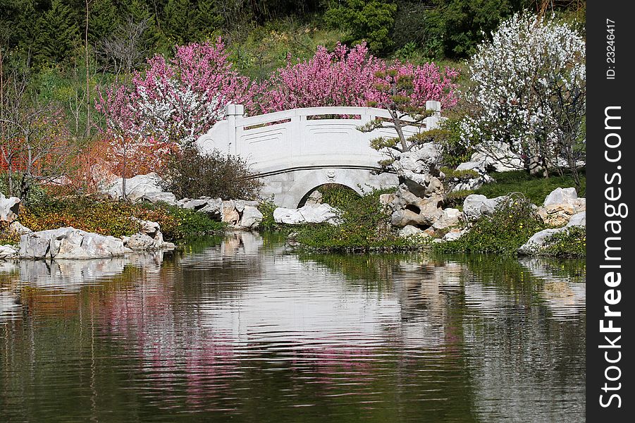 Arched Bridge With Spring Tree Blossoms And Pond Reflection. Arched Bridge With Spring Tree Blossoms And Pond Reflection